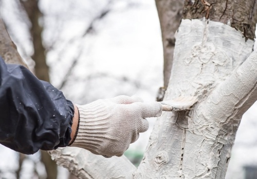 Kora drzew pęka mimo bielenia? Tak je opatrzysz i odżywisz