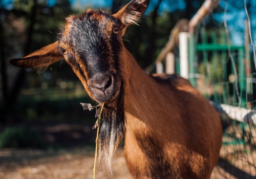 Bez zgłoszenia nie sprzedaż. Nowe przepisy uderzają w hodowców