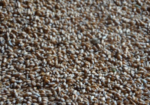 Ceny zbóż w skupach na początku kwietnia 2026. Rzepak mocno w dół, pszenica stabilna