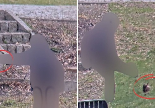 Nastoletni chłopcy znęcali się nad jeżem w łódzkim parku. Zwierzę nie przeżyło