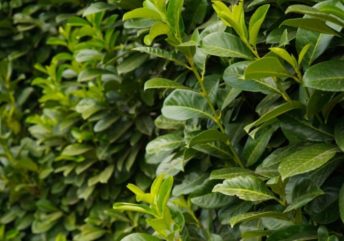 Koniec z nudnymi tujami. Te rośliny stworzą gęsty żywopłot na lata