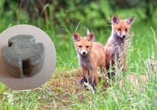 Niebawem ruszy wiosenna akcja szczepienia lisów