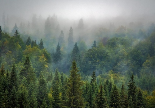 Imponująca liczba! 13 mln sadzonek wzmocni podkarpackie drzewostany