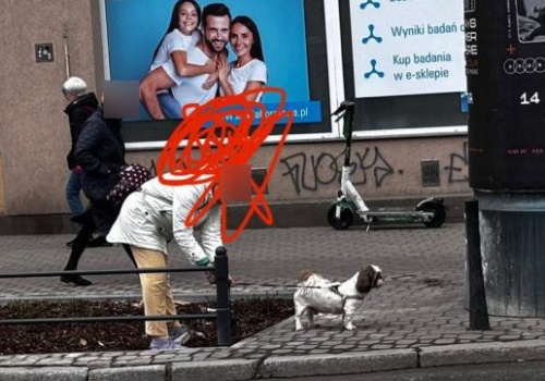 Mokotów. Przywiązała psa na automatycznej smyczy tuż przy samej ulicy