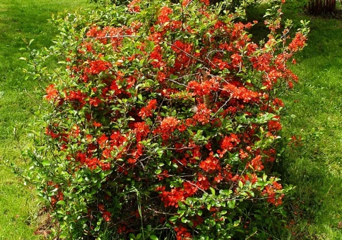 Najpierw wygląda jak płomień, potem pachnie jak cytrusy. Ten krzew wraca do łask