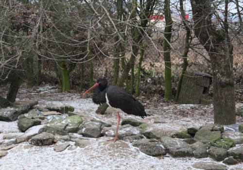 Ptasi Azyl uratowany? Jest światełko w tunelu