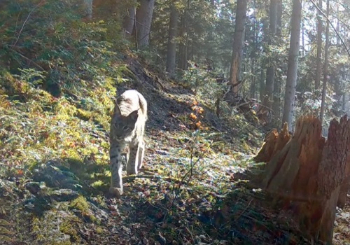 Na co dzień kryją się w leśnych ostępach. Fotopułapka zarejestrowała „ducha puszczy”