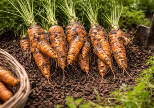 Zrób to inaczej, bo przez ten 1 błąd masz krzywe i rozwidlone marchewki