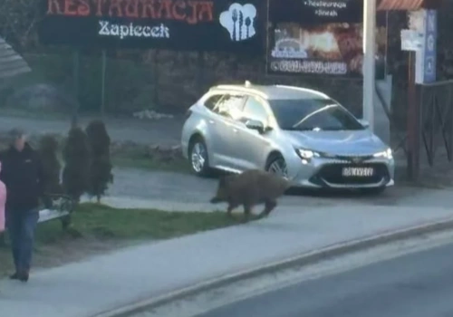 Dziki wchodzą do miasta. Groźny incydent w Świeradowie-Zdroju