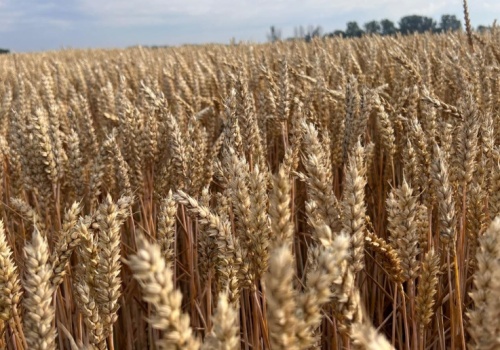 Ceny zbóż w skupach. Rzepak mocno w dół, pszenica stabilna
