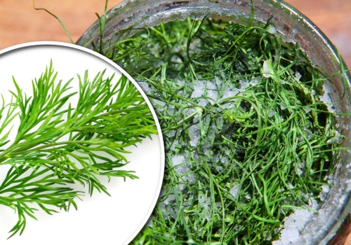 Zapomnij o opakowaniu po lodach! Tak przedłużysz świeżość koperku i to bez mrożenia