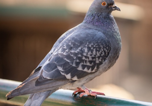 Gołębie znów wróciły na balkon? Sprawdziłam, co wolno zrobić – i czego absolutnie nie