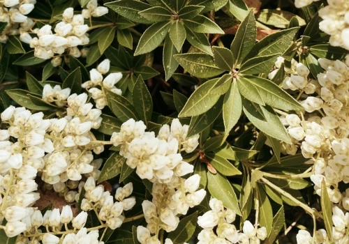 Posadziłam raz i nie wracam do hortensji. Poznaj krzew, który kwitnie zawsze i wszędzie