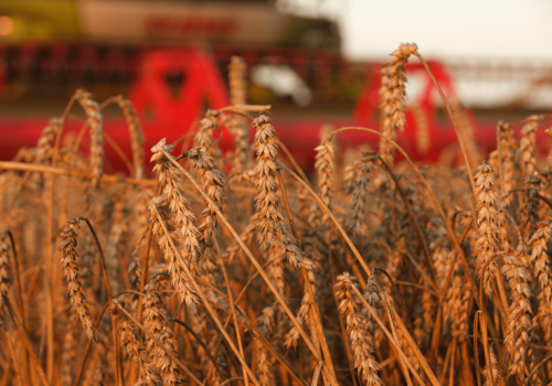 Polska nadal wśród zbożowych unijnych potęg. Ceny zbóż w poświątecznym tygodniu