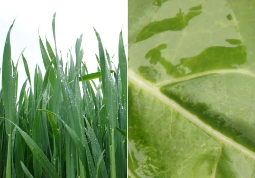 Pryskasz, ale czy to działa? Tak roślina pobiera nawóz przez liście