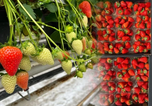 Jakie ceny pierwszych polskich truskawek? Przewaga nad importem maleje (10.04.2026)