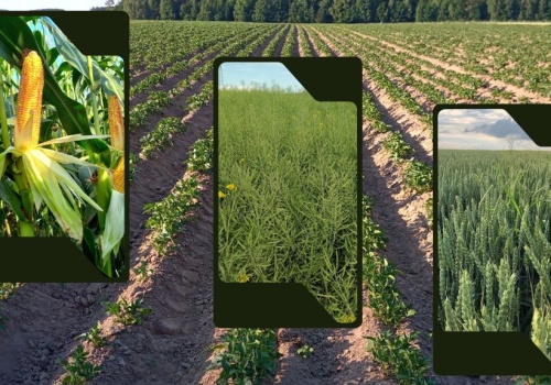 Nowa substancja ułatwi i poprawi zwalczanie chwastów