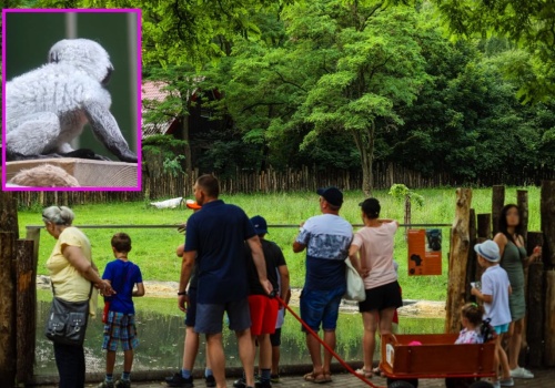 W gdańskim zoo urodził się prawdziwy słodziak. 