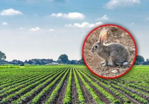 Króliki sieją spustoszenie. Rolnicy spod Montpellier są bezradni