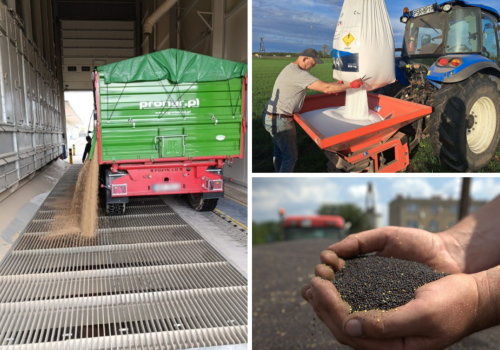 Pszenica może zdrożeć, świnie w górę. Co z nawozami?