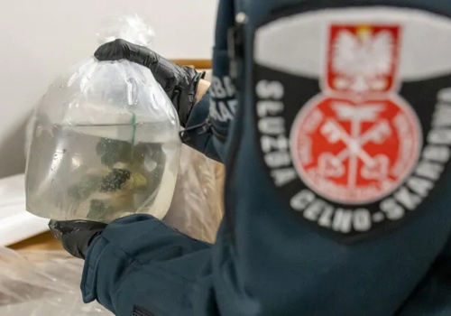 Polskie służby udaremniły przemyt ponad tysiąca koralowców z Indonezji
