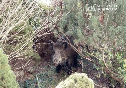 Lasy Miejskie przepraszają po interwencjach z dzikami na Bemowie i Mokotowie