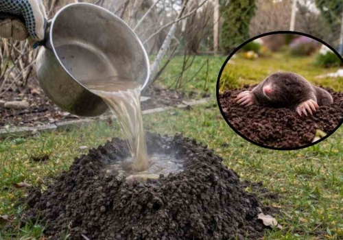 Wlej to do kopca, a kret ucieknie. Najprostsza metoda na świecie