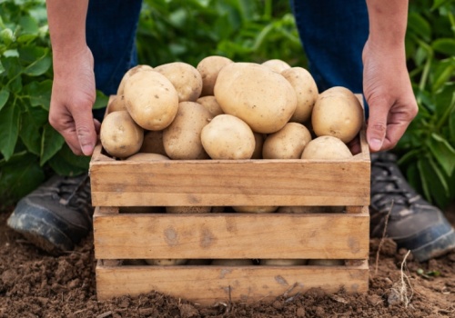 Kryzys na rynku ziemniaków. Są pierwsze decyzje resortu rolnictwa