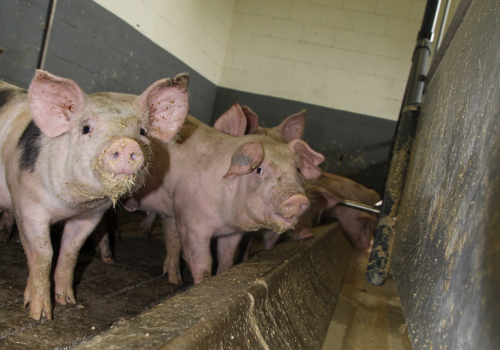 Świń mało, ceny w górę nawet o 20 gr. Sprawdź, ile dziś płacą zakłady