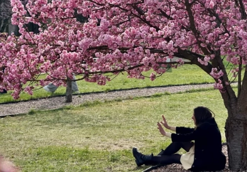 Ależ tu pięknie! Aleja sakur rozkwitła we Wrocławiu