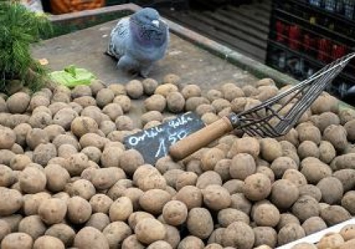 Ministerstwo Rolnictwa walczy z klęską urodzaju. Wprowadzono nowe kategorie ziemniaków