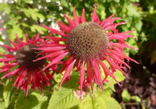 Kwitnie całe lato i odstrasza kleszcze. Ta roślina wraca do łask