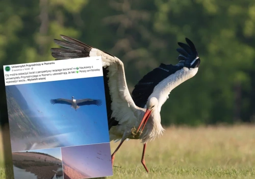 Umieścili na bocianach miniaturowe plecaki. Przełomowe badania Polaków