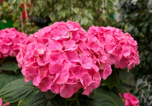 Kromka chleba plus woda i hortensje kwitną jak szalone