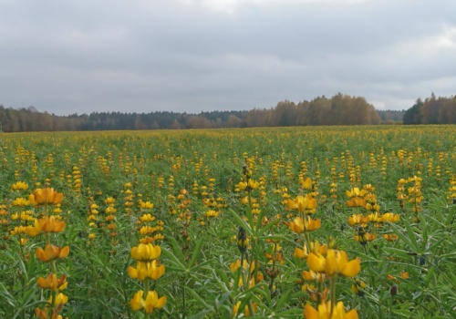 Groch i łubiny bez chwastów. Zobacz, jak odchwaszczać bobowate w sezonie 2026