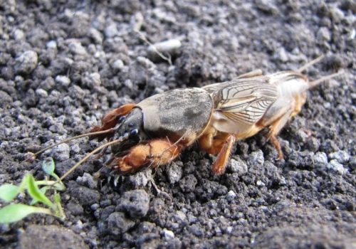 Turkuć zdradza się w kilka sekund. Ten prosty trik działa od razu