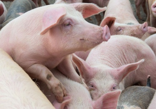 Ceny tuczników 2026 rosną. Świń zaczyna brakować