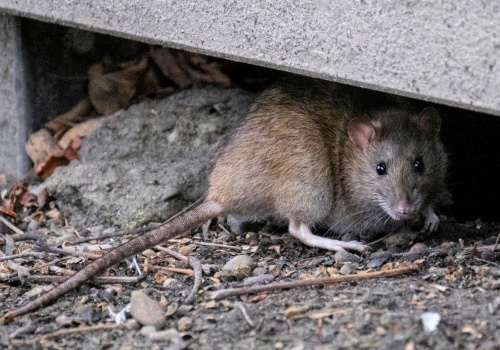 Przez jeden błąd w ogrodzie pojawią się szczury. W tych miejscach zakładają kolonie