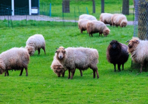 Wellness w wersji agro. Na rynek wchodzi nowy trend w terapii stresu