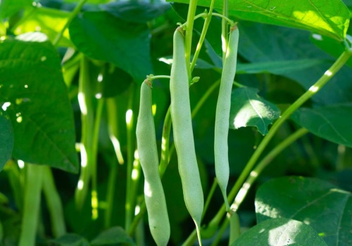 To najbardziej trująca roślina roku. Tymczasem my chętnie wrzucamy ją do garnka