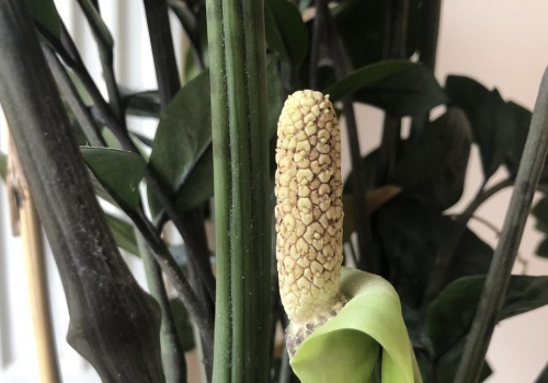 Zamiokulkas może zakwitnąć. Wystarczy, że zrobisz to