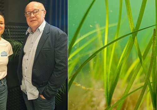 Eksperymentalne udane sadzenie. Podwodne łąki po zimie są w dobrym stanie