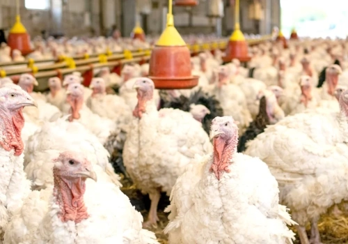 Czy przypadek fermy drobiu z okolic Czepielina  zapoczątkuje falę kontroli i... międzynarodową aferę?