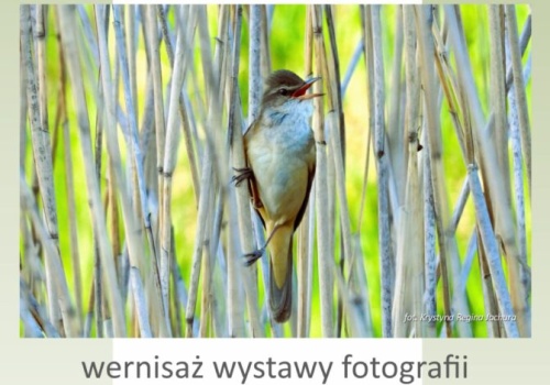 Wernisaż wystawy fotografii „Moje spotkania z ptakami nad wodą” już 13 kwietnia w ROK-u