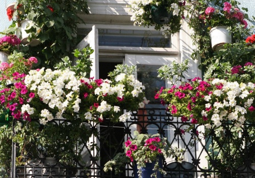 Nie jedna roślina, a sprytne połączenie. Dzięki temu balkon nigdy nie traci koloru
