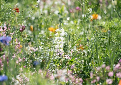 Betonoza kontra drzewa. Jak zieleń ratuje miasta i co sadzić w polskich ogrodach?
