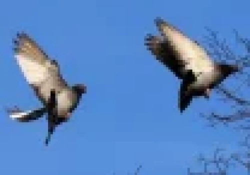 Gołębie mają system nawigacji lepszy niż GPS i wciąż nas zaskakują