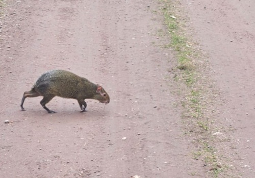 Egzotyczny intruz w śląskim lesie! Zaskoczył turystów i służby leśne