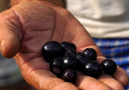 Słodko-ostry owoc. Jest niezastąpiony przy cukrzycy i wspiera odporność