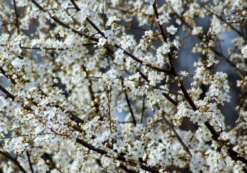 Zimny kwiecień trzyma w napięciu. Kiedy wreszcie przyjdzie prawdziwa wiosna